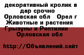 декоративный кролик в дар срочноl - Орловская обл., Орел г. Животные и растения » Грызуны и Рептилии   . Орловская обл.